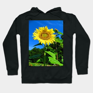 Sunflower and Honeybee Photographic Print Hoodie